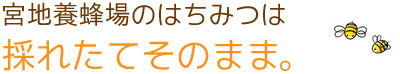 宮地養蜂場のはちみつは採れたてそのまま。